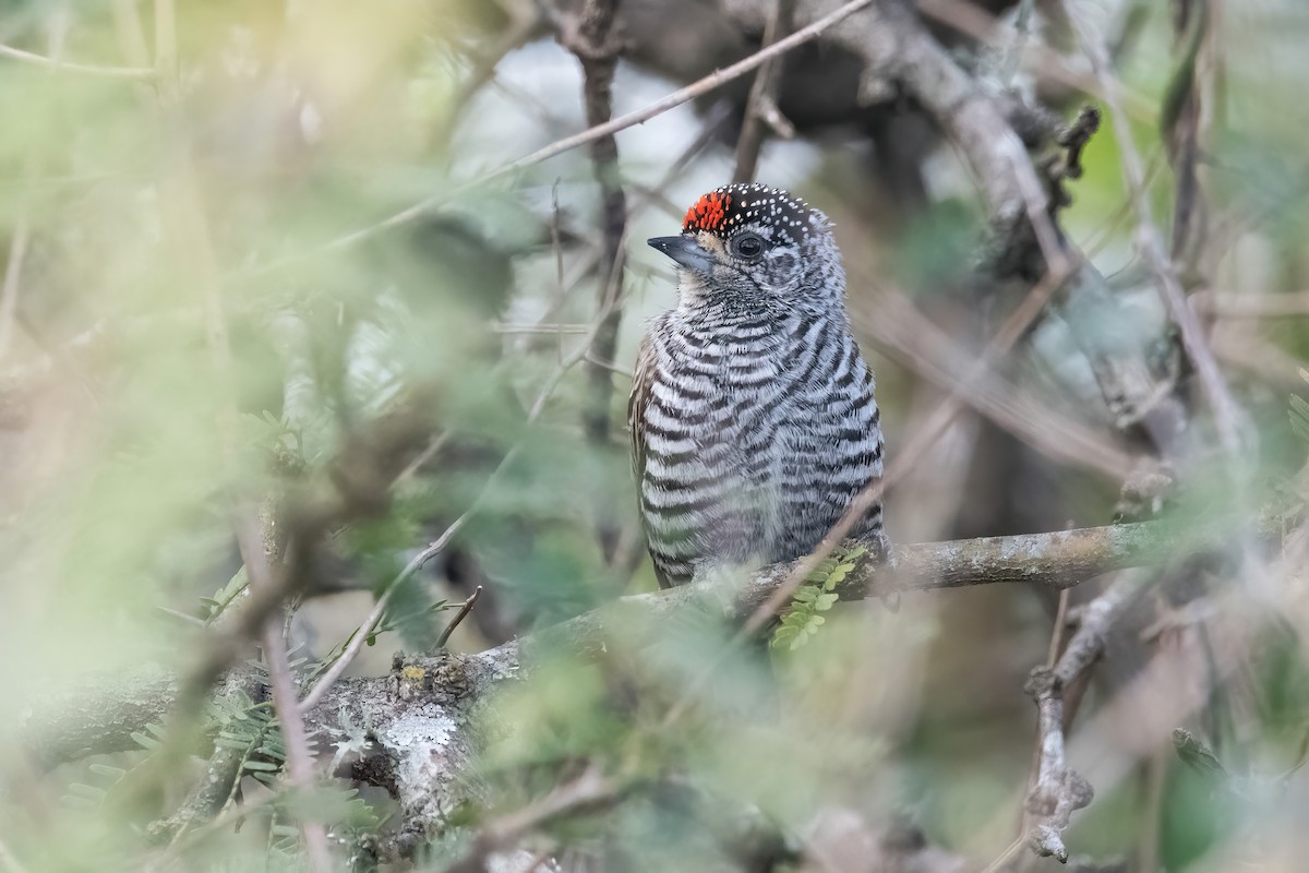 White-barred Piculet - ML640920177