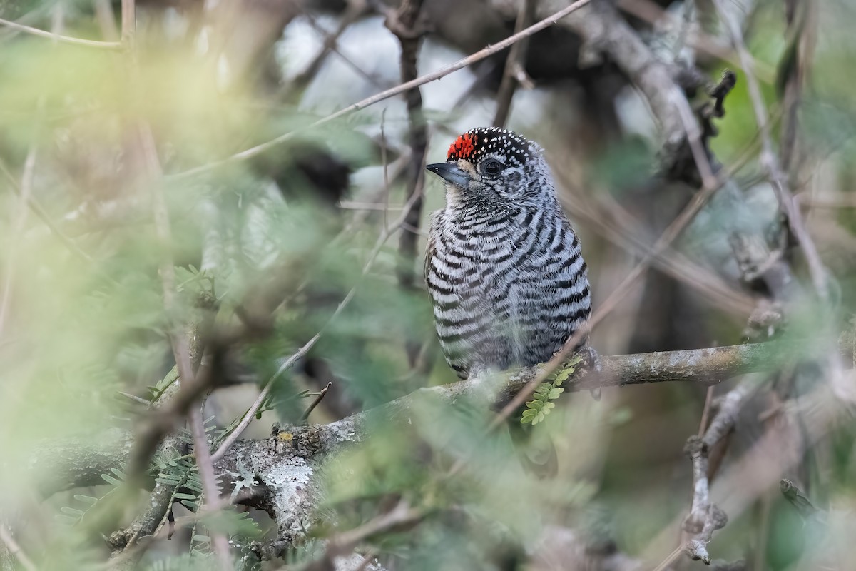 White-barred Piculet - ML640920178