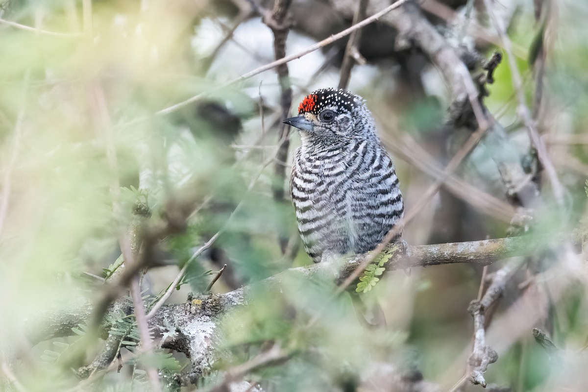 White-barred Piculet - ML640920179
