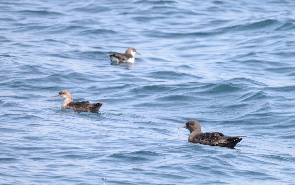 Berta grigia - ML640920214