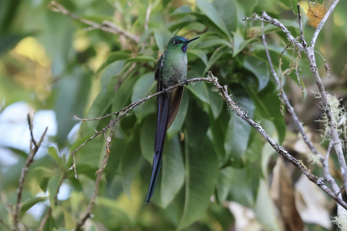 Long-tailed Sylph - ML640920249