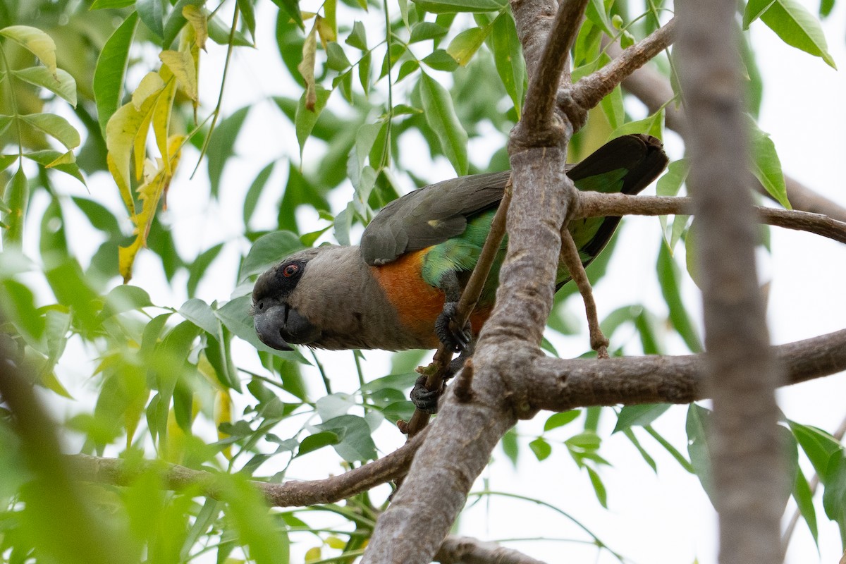 Red-bellied Parrot - ML640920489