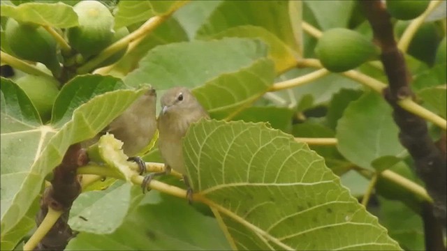 Garden Warbler - ML640920535
