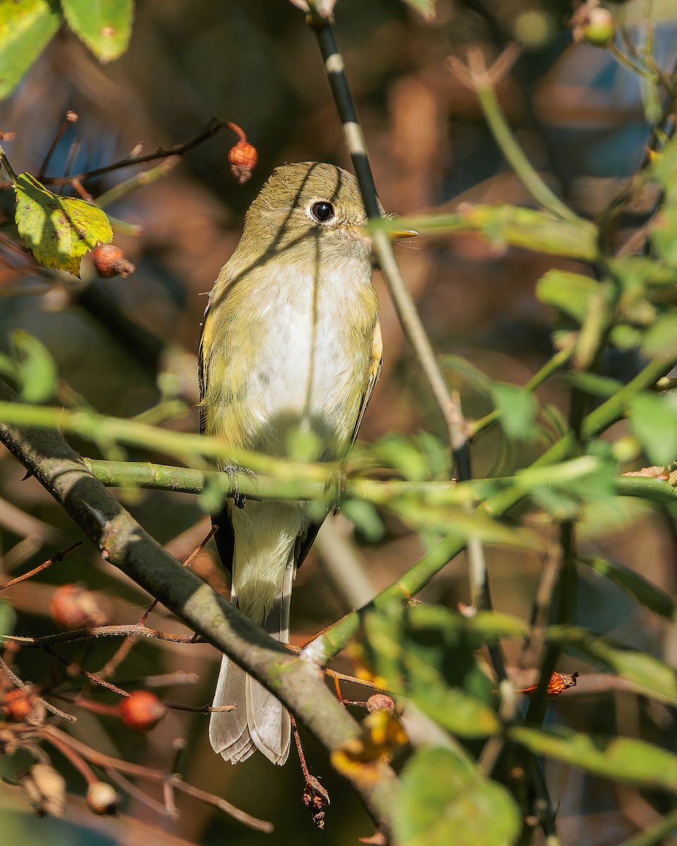 Yellow-bellied Flycatcher - ML640920611