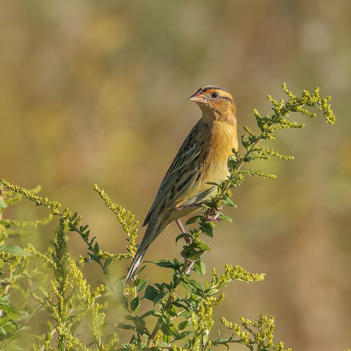 Bobolink - ML640920622