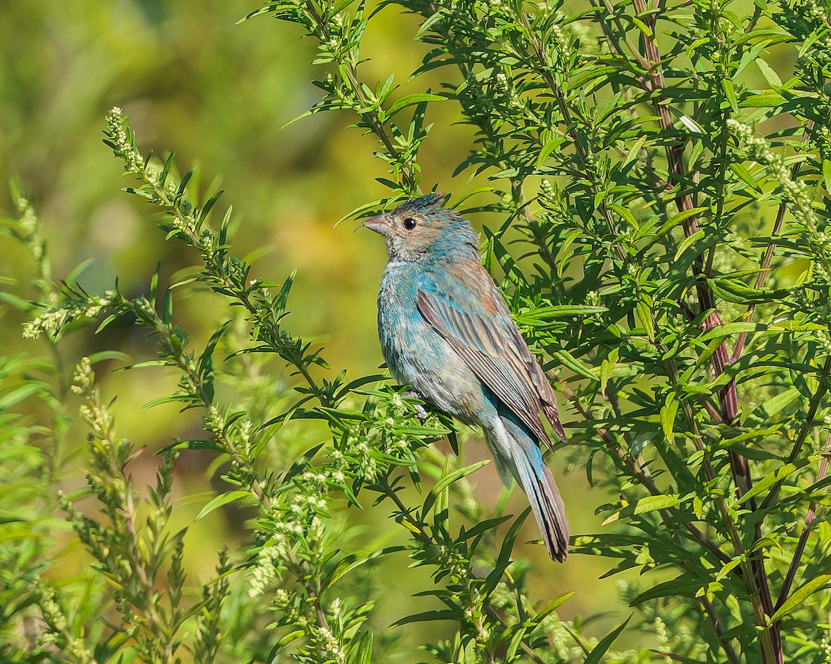 Indigo Bunting - ML640920635