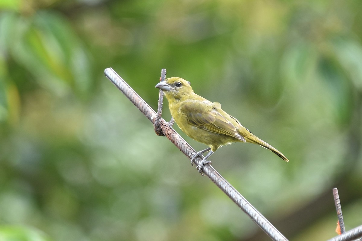 Carmiol's Tanager - ML640920666