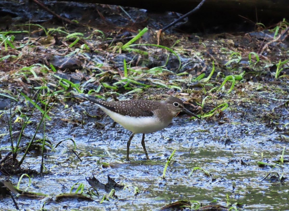 Einsiedelwasserläufer - ML640920678