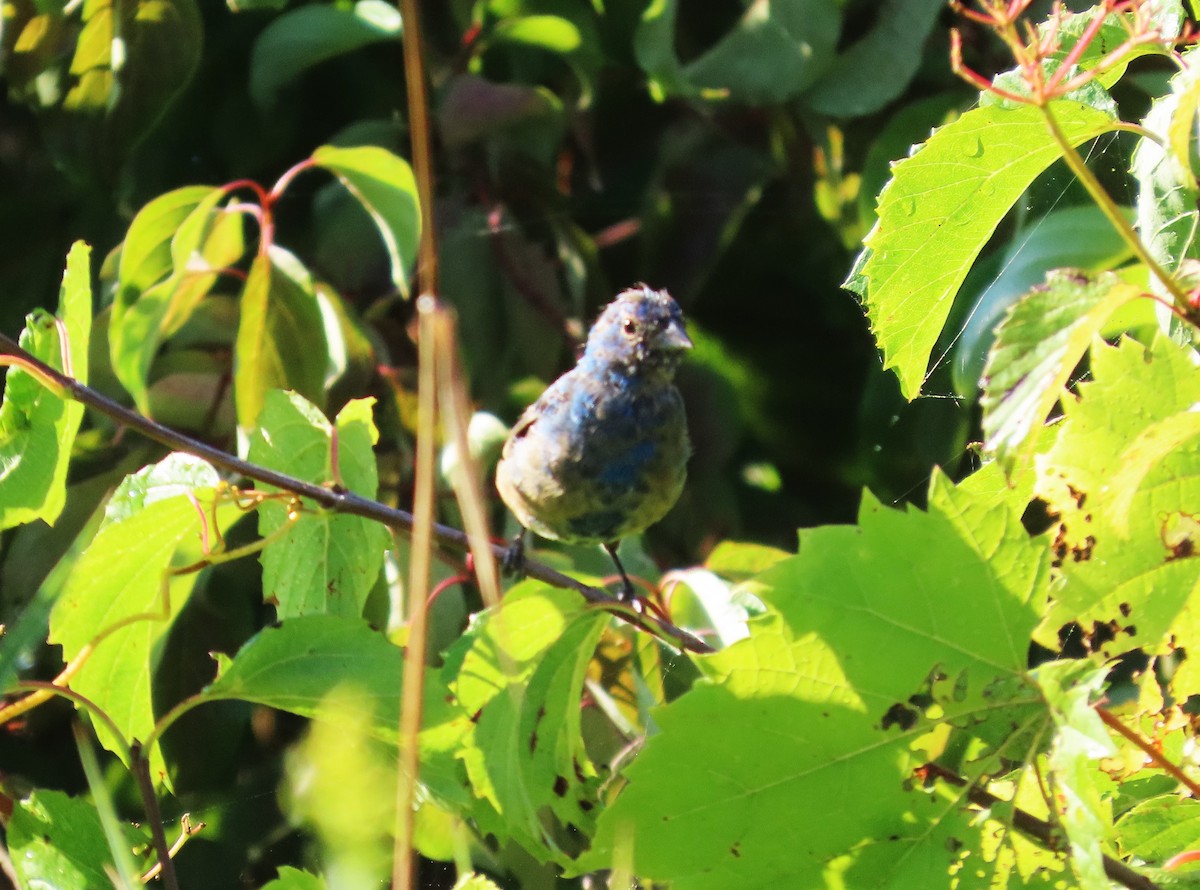 Indigofink - ML640920685