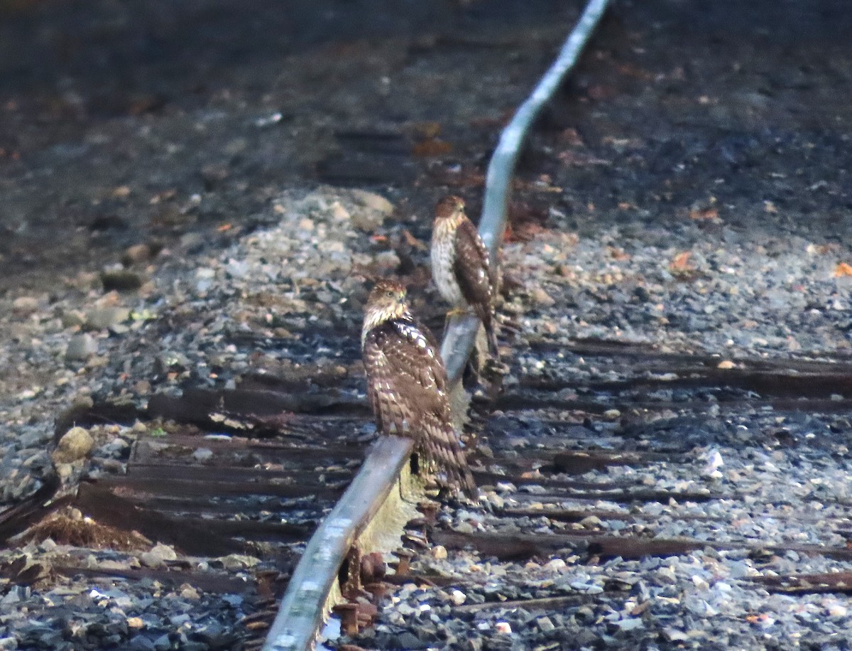 Rundschwanzhabicht - ML640920711