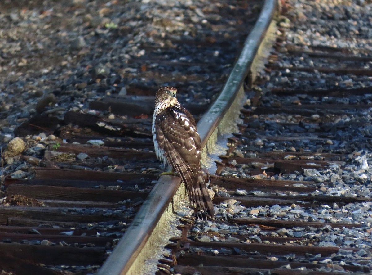 Rundschwanzhabicht - ML640920723