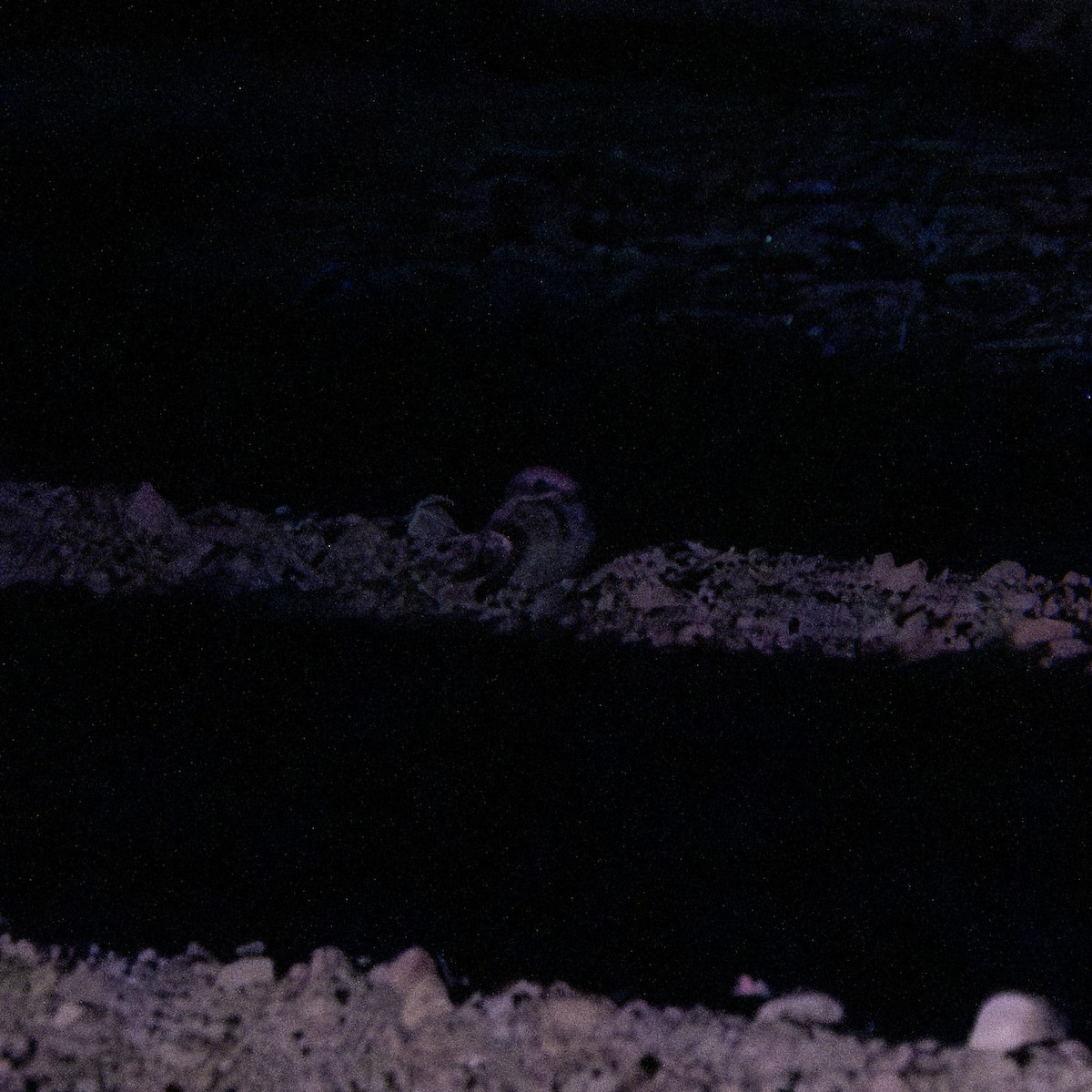 Eurasian Nightjar - ML640920732