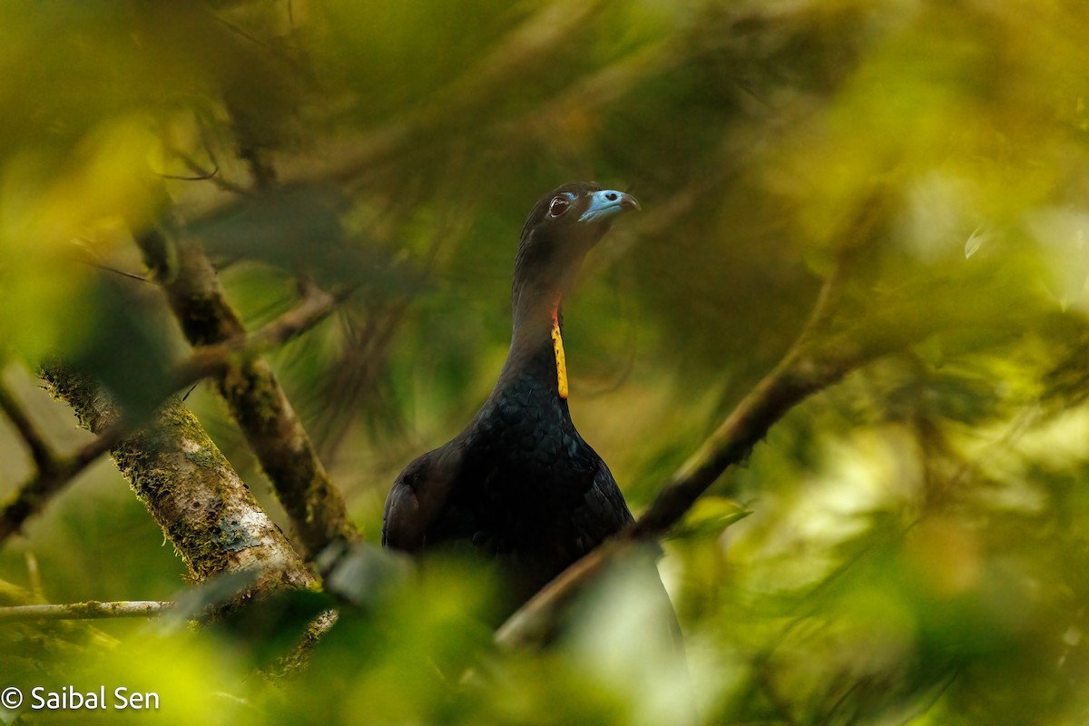 Wattled Guan - ML640920742