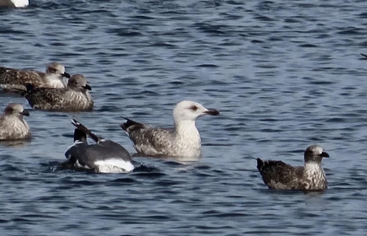Yellow-legged Gull - ML640920757