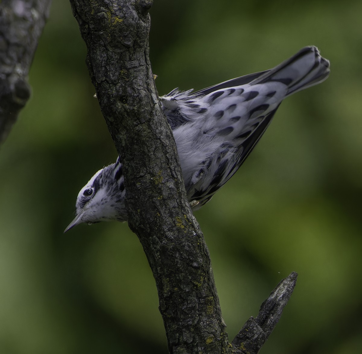 Black-and-white Warbler - ML640920789