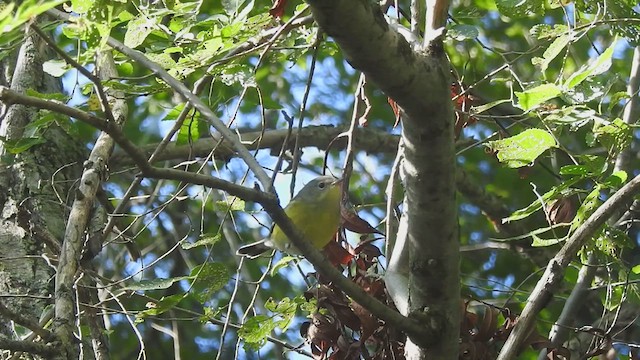 Magnolia Warbler - ML640920813