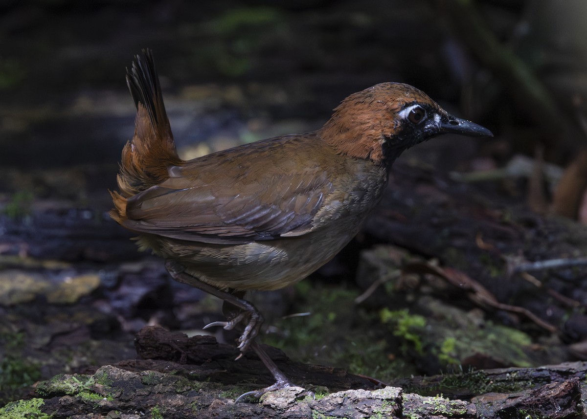Black-faced Antthrush - ML640920858