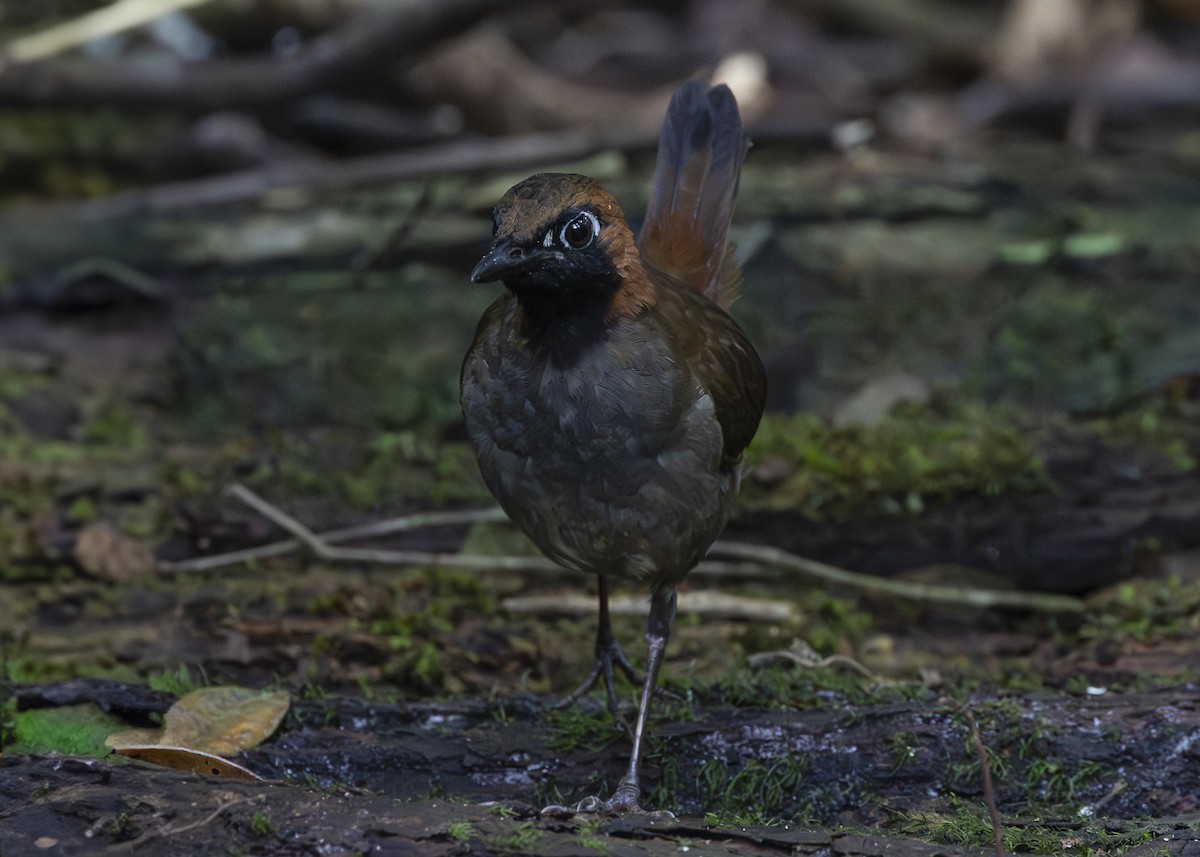 Black-faced Antthrush - ML640920860