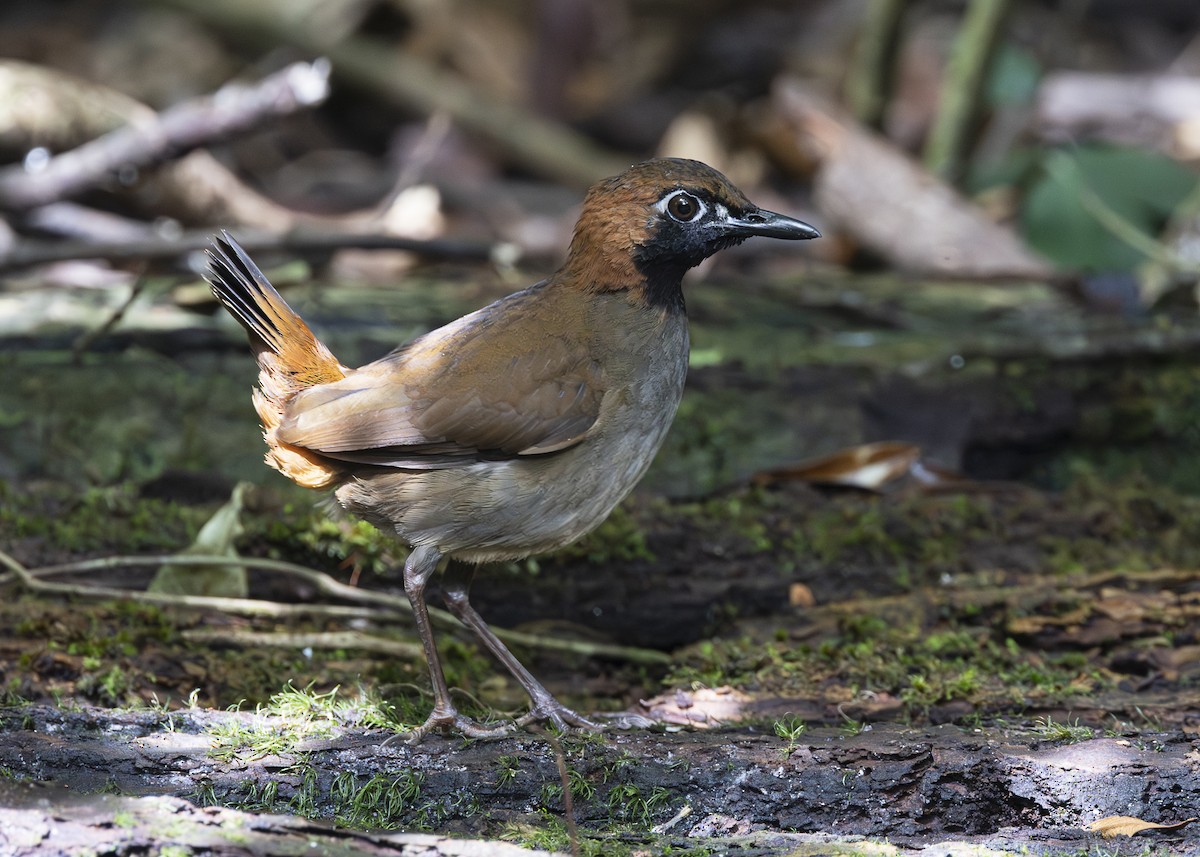 Black-faced Antthrush - ML640920863