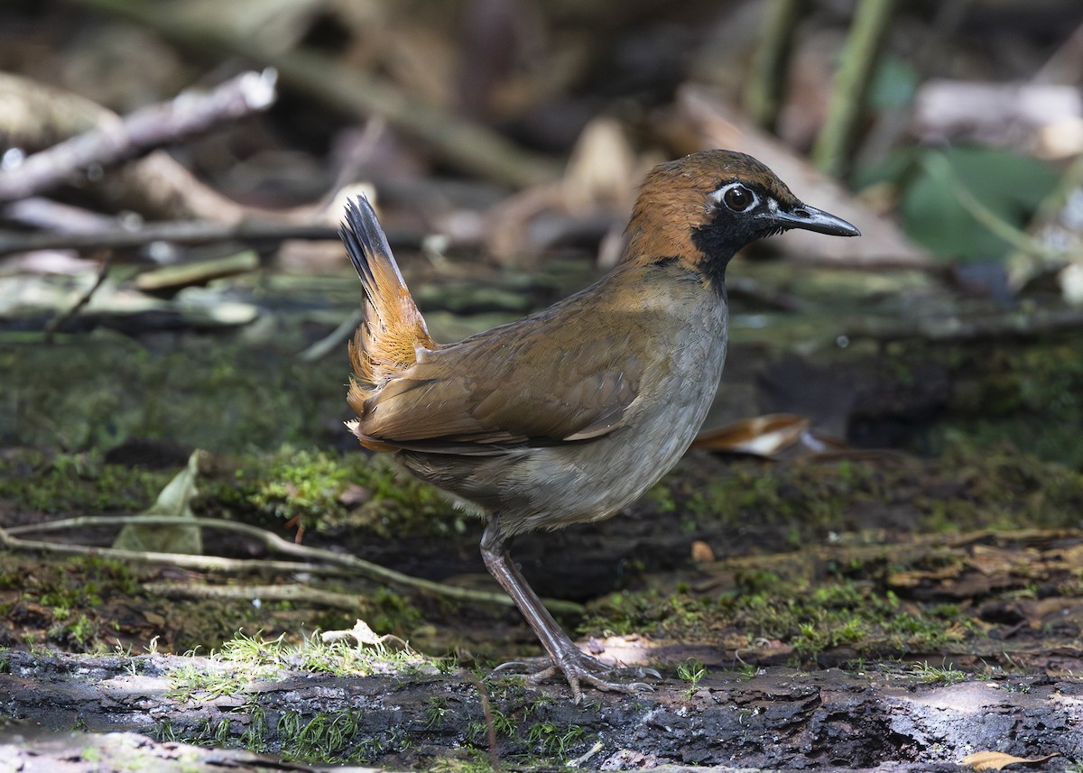 Black-faced Antthrush - ML640920864