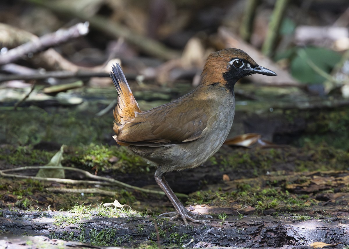 Black-faced Antthrush - ML640920865