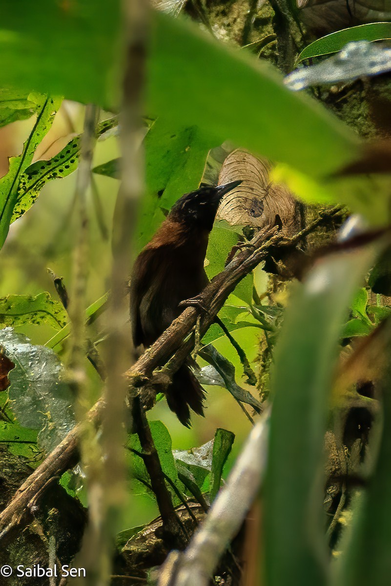 Sooty-headed Wren - ML640920998