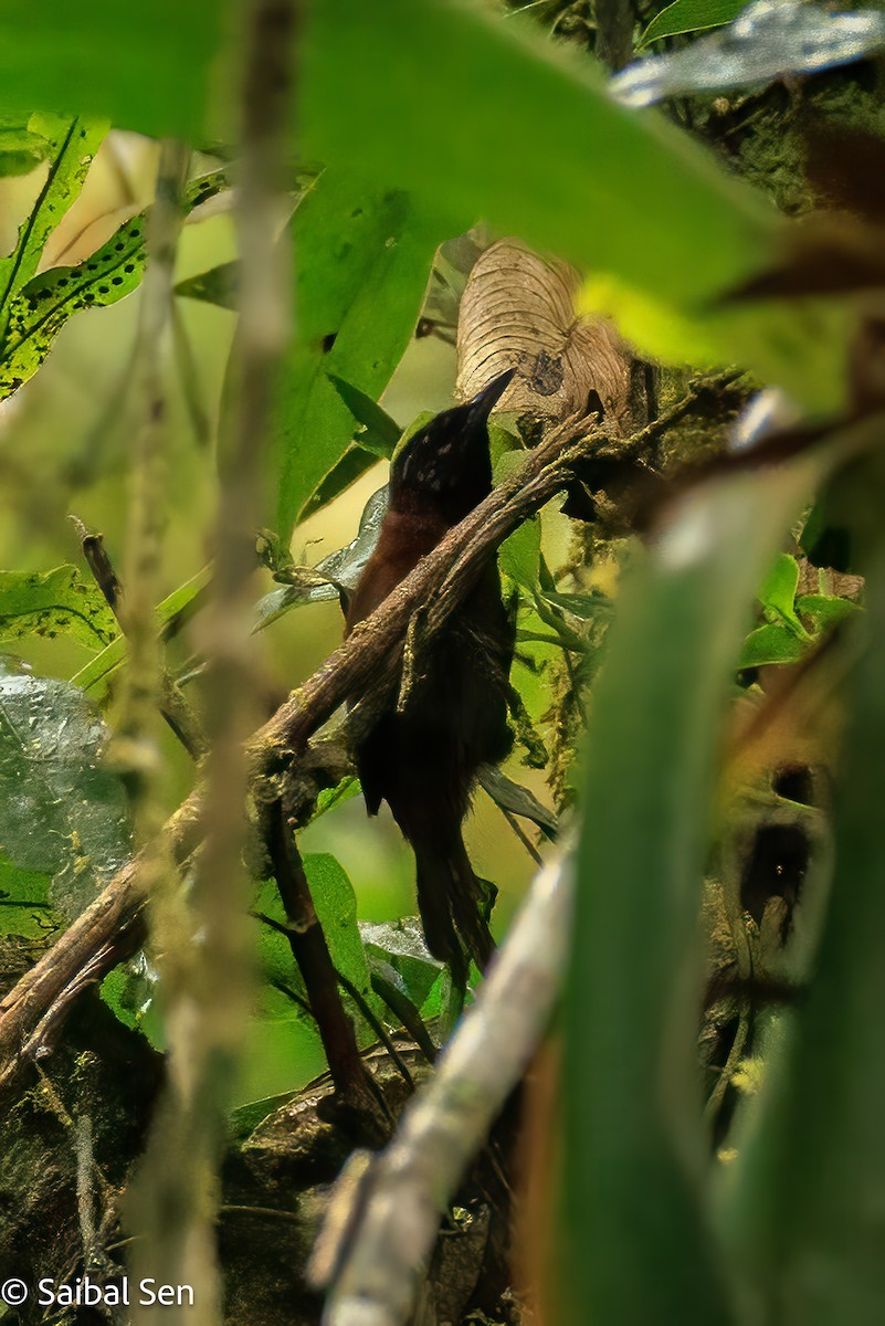 Sooty-headed Wren - ML640920999