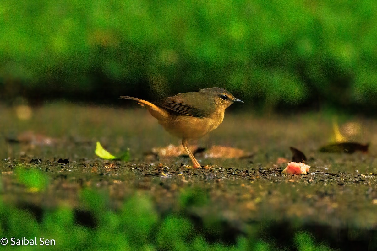Buff-rumped Warbler - ML640921087