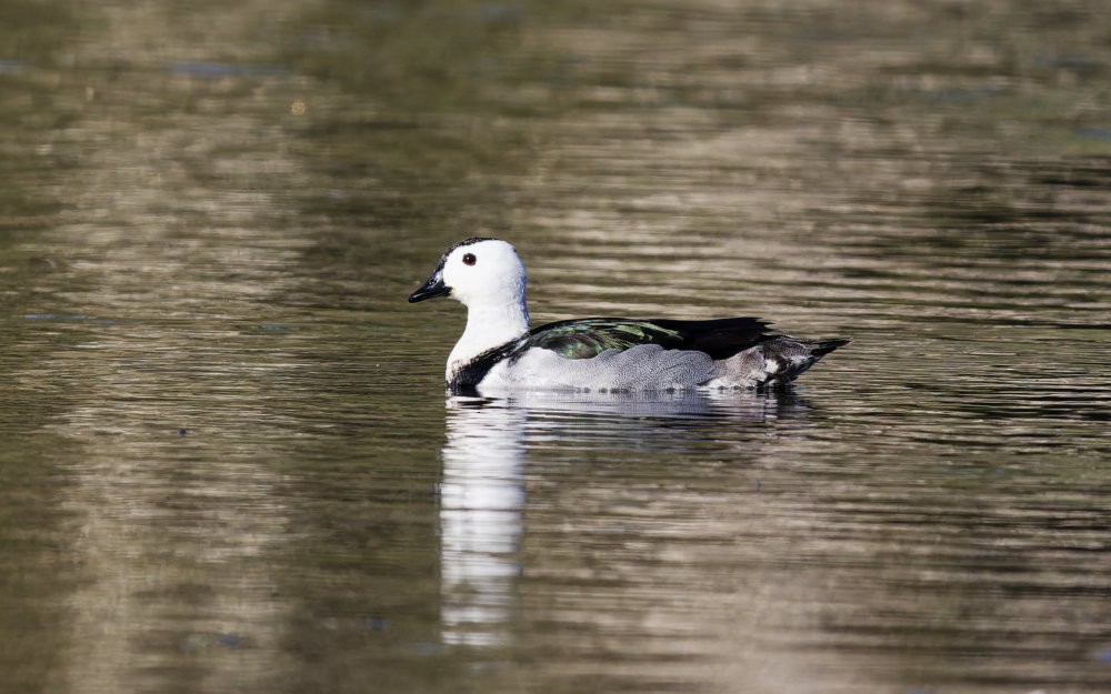Cotton Pygmy-Goose - ML640921096