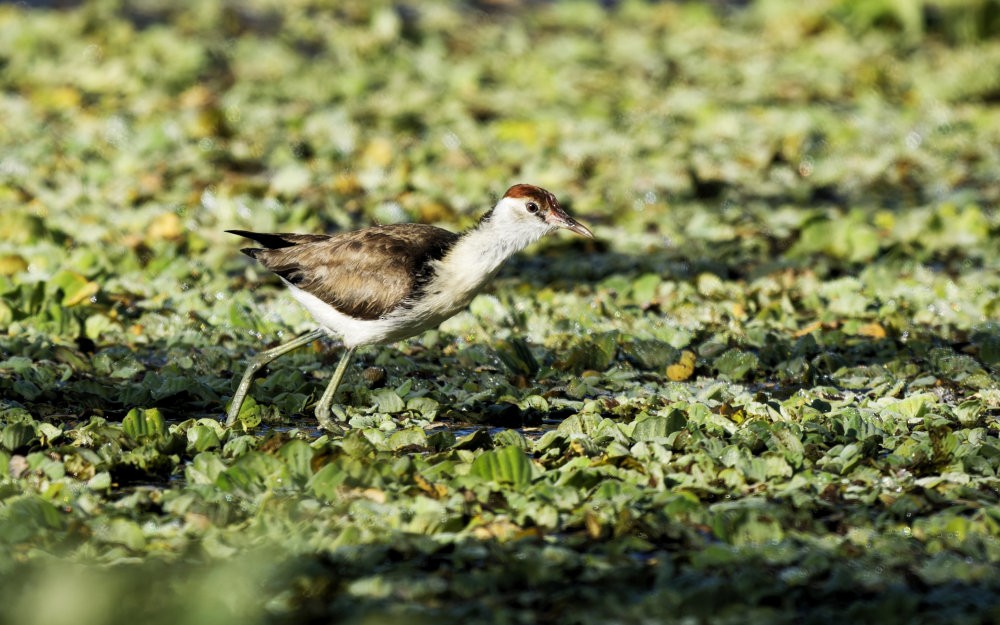 Comb-crested Jacana - ML640921114