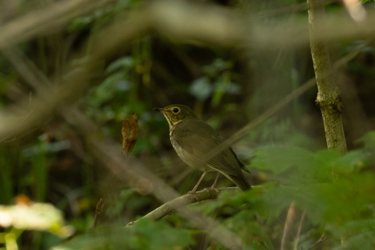 Swainson's Thrush - ML640921119