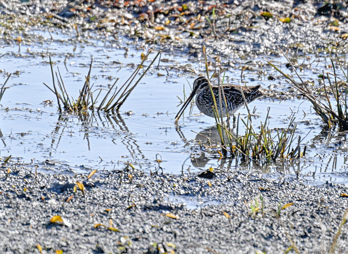 Wilson's Snipe - ML640921131