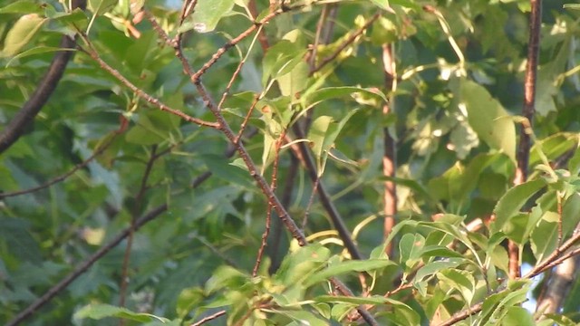 Bay-breasted Warbler - ML640921219