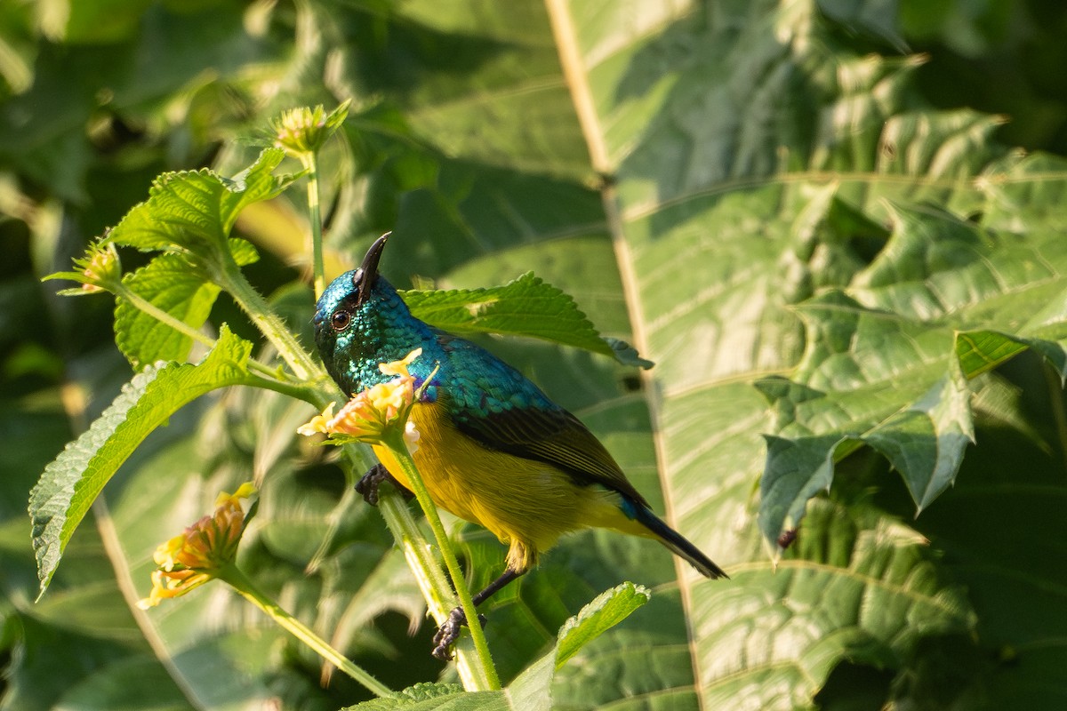 Collared Sunbird - ML640921251