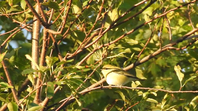 møllparula - ML640921254