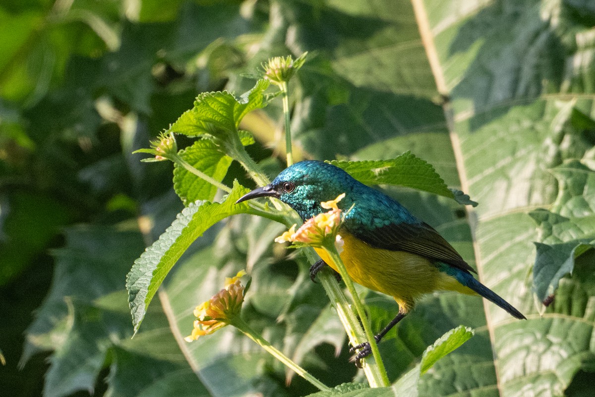 Collared Sunbird - ML640921256