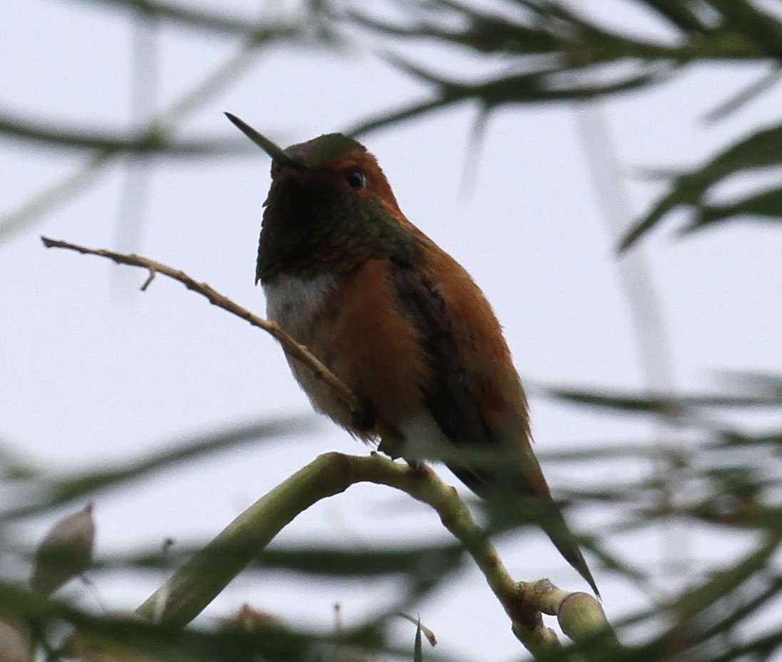 Rufous Hummingbird - ML640921279