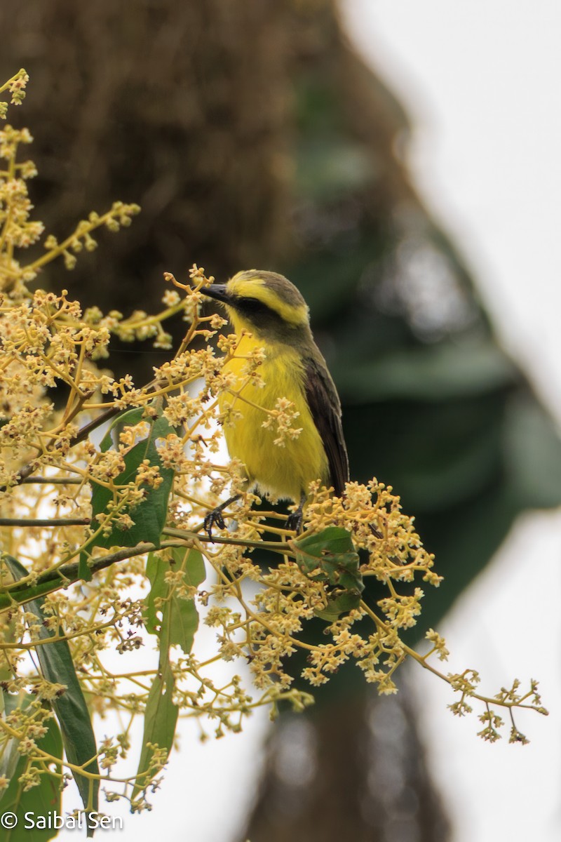 Lemon-browed Flycatcher - ML640921283