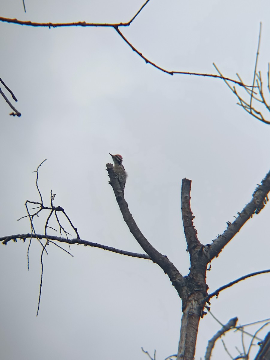 strakapoud proužkohřbetý - ML640921285