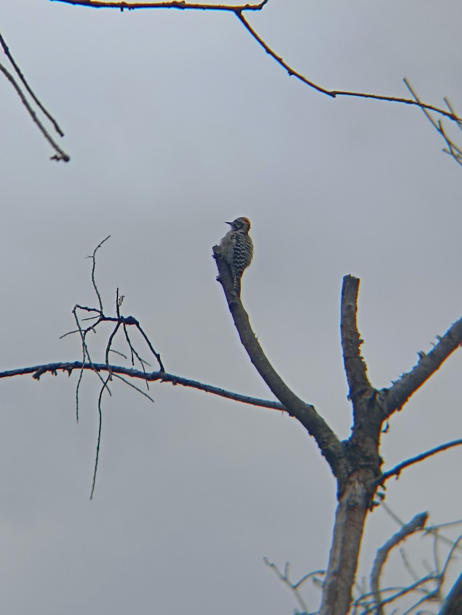 strakapoud proužkohřbetý - ML640921286