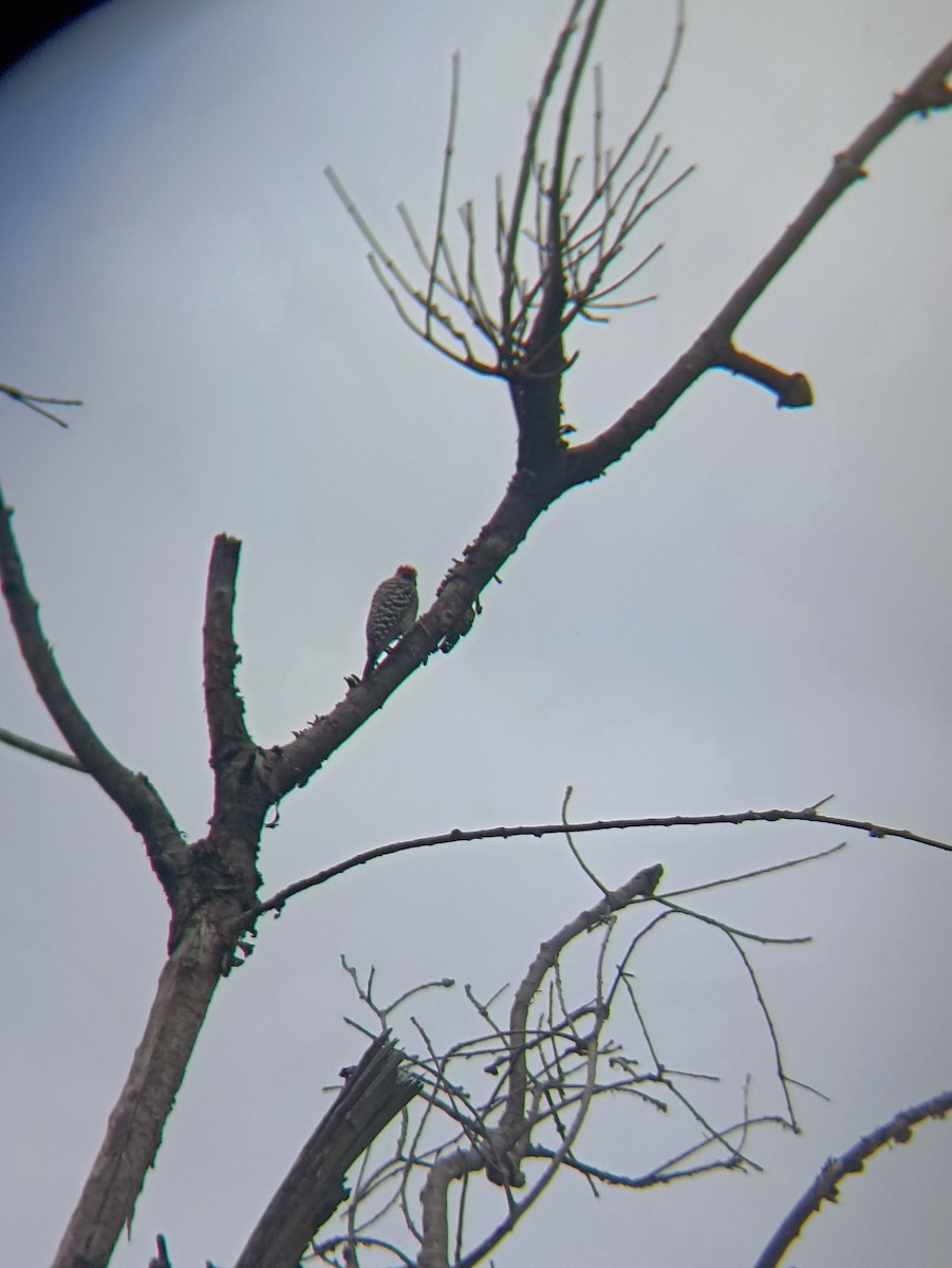 strakapoud proužkohřbetý - ML640921287