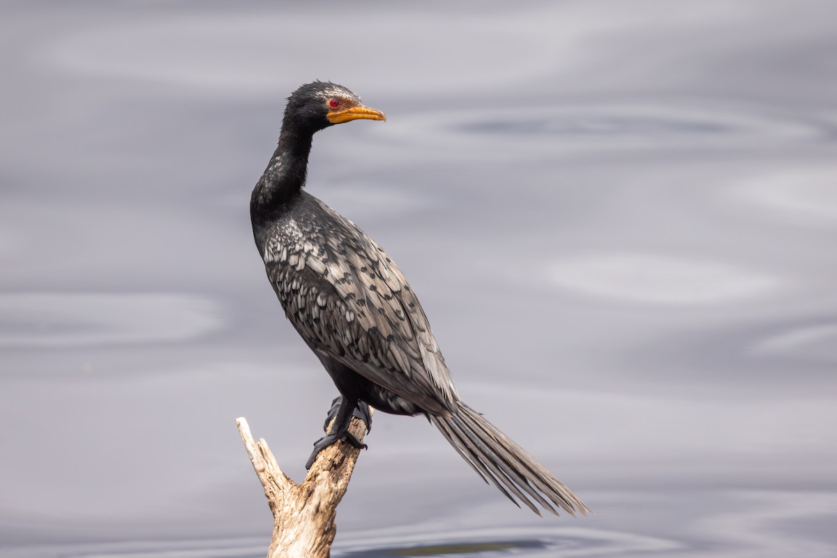 Reed Cormorant - ML640921315