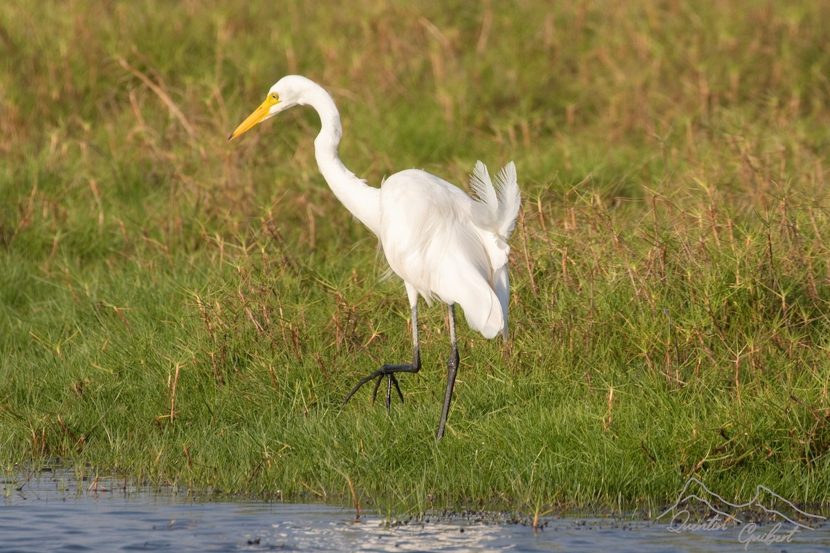Yellow-billed/Medium Egret - ML640921346