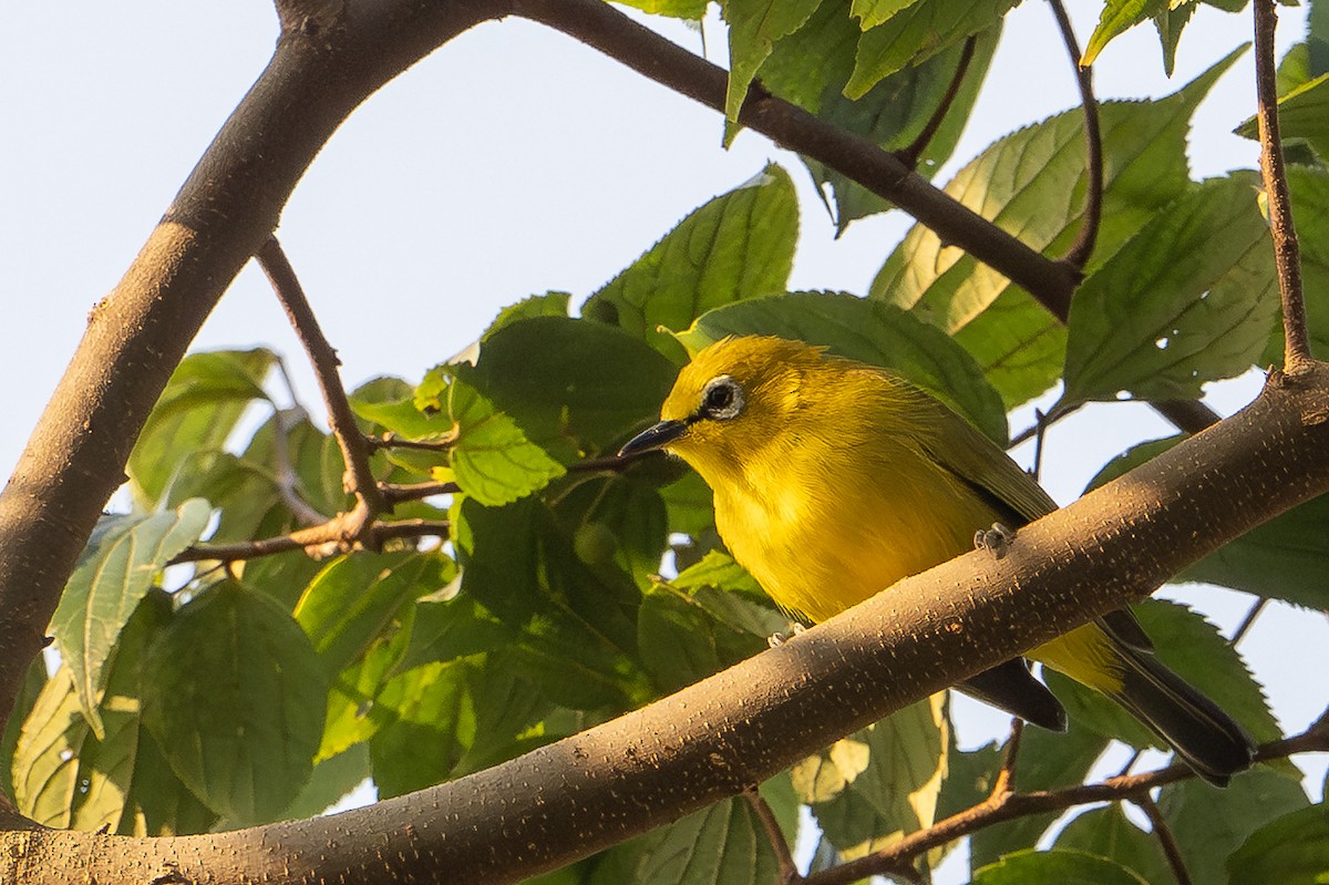 Green White-eye - ML640921381