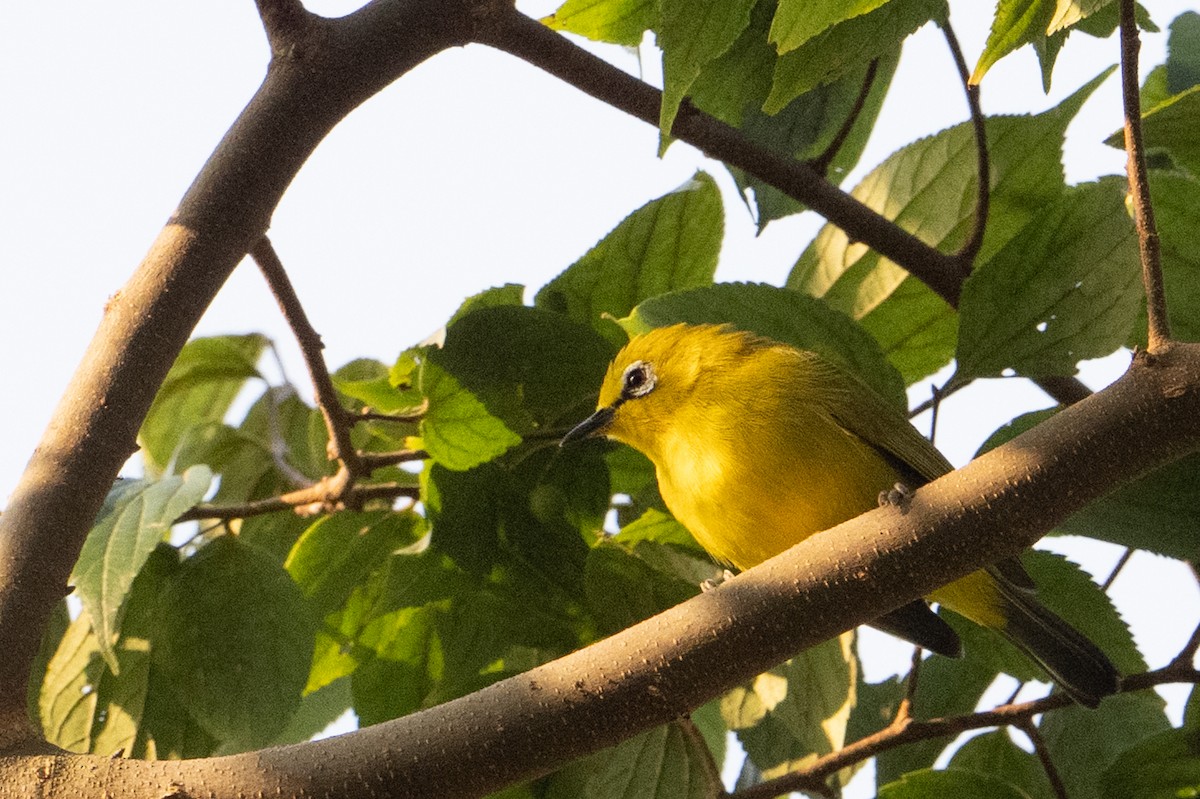 Green White-eye - ML640921386