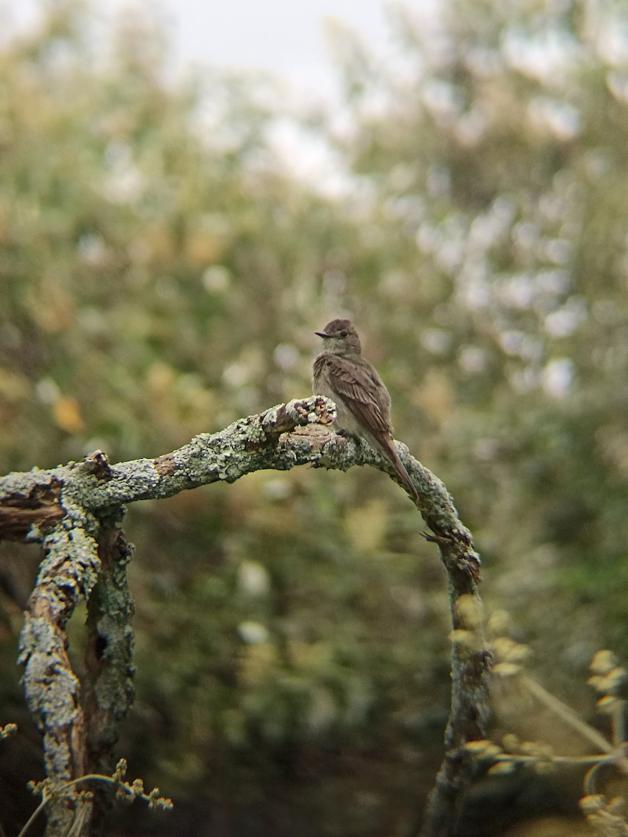 Western Wood-Pewee - ML640921395