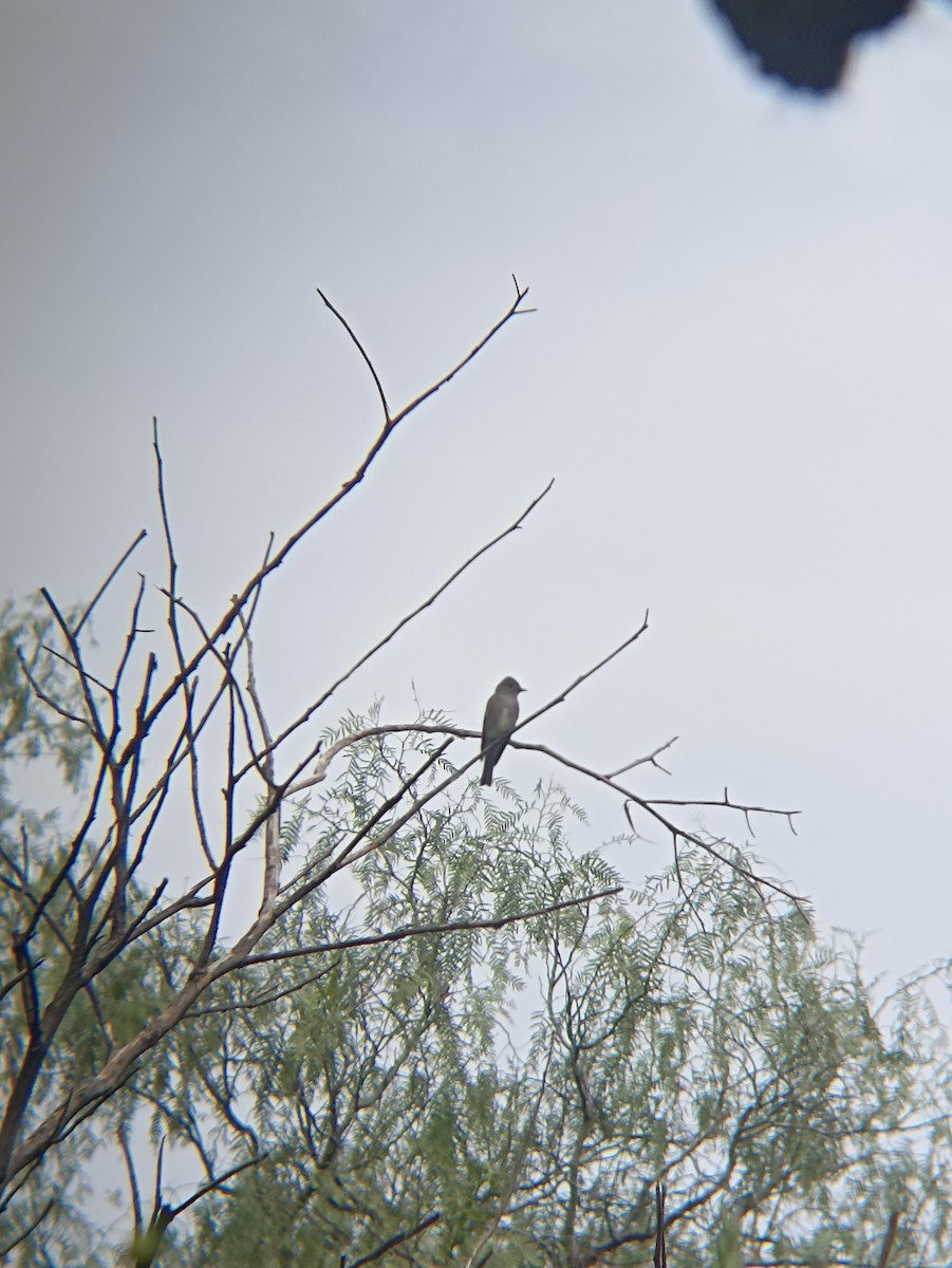 Western Wood-Pewee - ML640921396