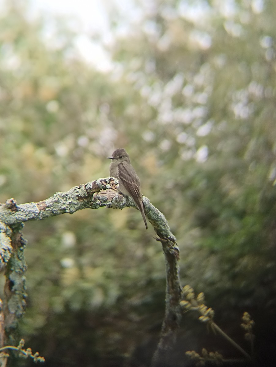 Western Wood-Pewee - ML640921397