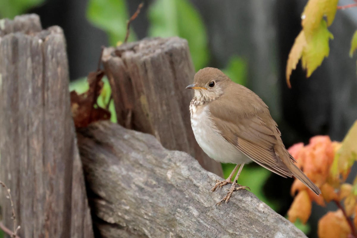 Bicknell's Thrush - ML640921399