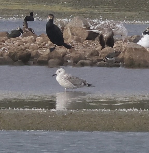 Caspian Gull - ML640921402